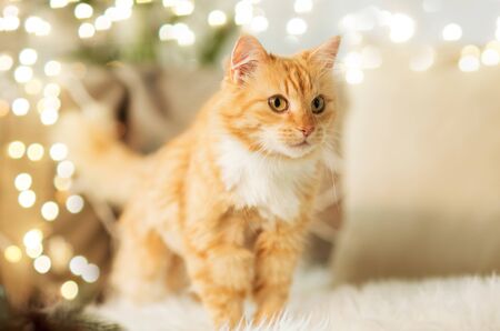 red tabby cat on sofa with sheepskin at homeの写真素材