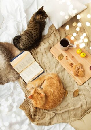 Two cats lying on blanket with book, lemon tea and oatmeal cookies at home in autumnの写真素材