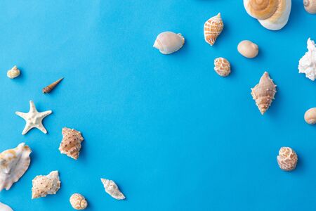 Different sea shells on blue
