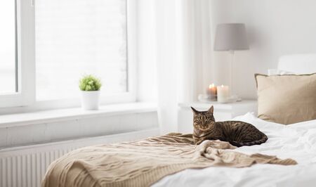 cat lying on bed with blanket at home in winterの写真素材