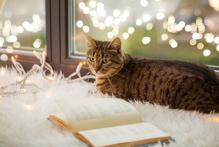 pets, christmas and hygge concept - tabby cat lying on window sill with book and garland lights at homeの写真素材