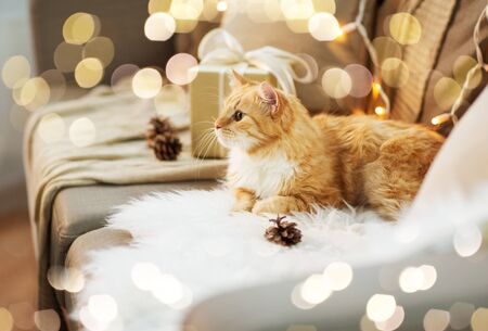 pets, christmas and hygge concept - red tabby cat on sofa with present at home in winterの写真素材
