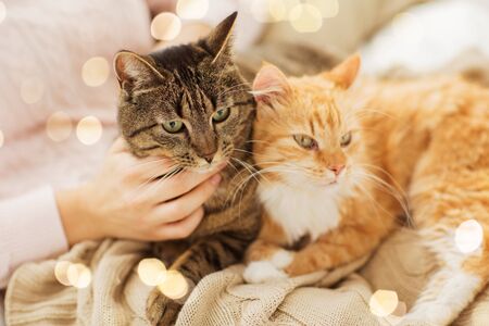 pets, hygge and people concept - close up of female owner with red and tabby cat in bedの写真素材