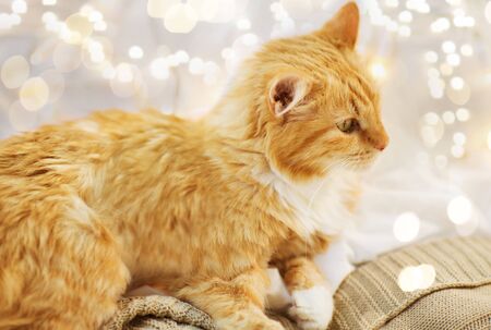 red cat lying on blanket at home at christmas