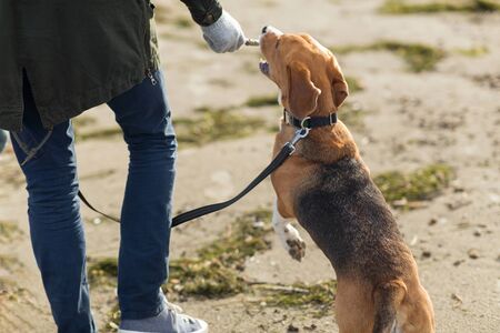 close up of man playing with beagle dog on beach