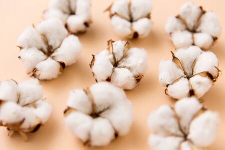 cotton flowers on beige background