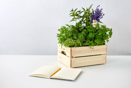gardening, plants and organic concept - notebook with pencil and green herbs with flowers in wooden box on tableの写真素材