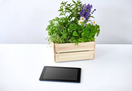 gardening, plants and organic concept - tablet pc computer with herbs and flowers in wooden box on tableの写真素材