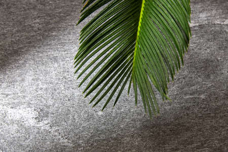 green moist palm tree leafの写真素材