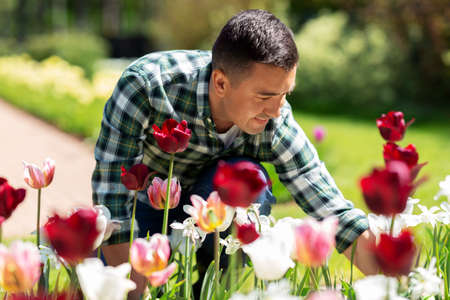 middle-aged man taking care of flowers at gardenの写真素材