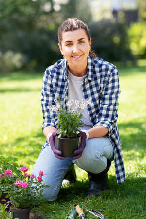 woman planting rose flowers at summer garden