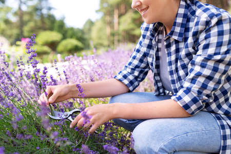 woman with picking lavender flowers in gardenの写真素材