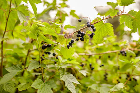 black currant bush with ripe berries at gardenの写真素材
