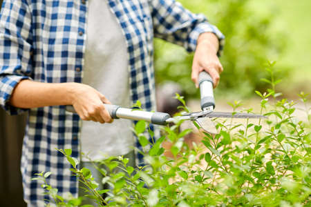woman with pruner cutting branches at garden