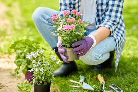 woman planting rose flowers at summer gardenの写真素材