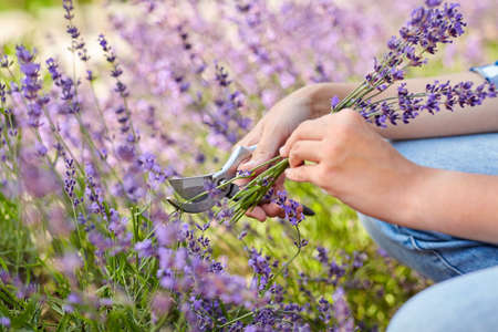 woman with picking lavender flowers in gardenの写真素材