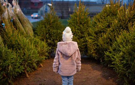 little girl choosing christmas tree at marketの写真素材