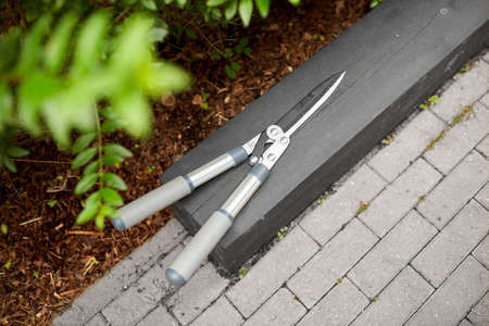 close up of pruner or pruning shearsat garden