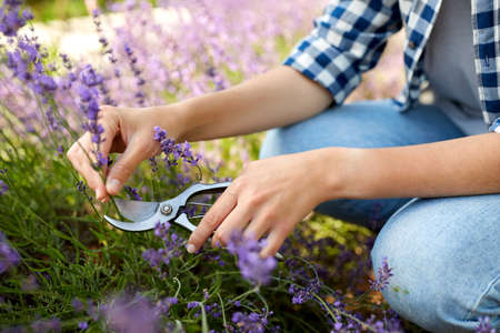 woman with picking lavender flowers in garden