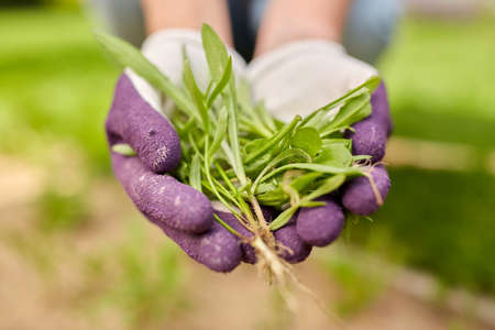 woman weeding flowerbed at summer gardenの写真素材