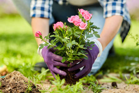 woman planting rose flowers at summer garden