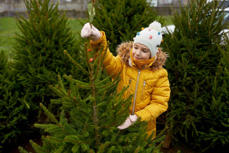 little girl choosing christmas tree at marketの写真素材