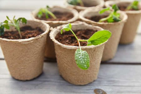 seedlings in pots with soil on wooden background