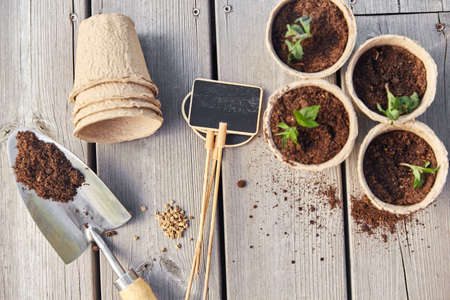 seedlings in pots with soil on wooden background