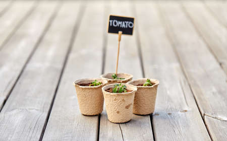 tomato seedlings in pots with name tags