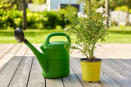 watering can and rose flower seedling in gardenの写真素材