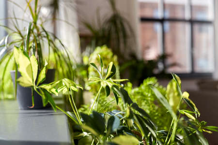 green flowers and houseplants at homeの写真素材