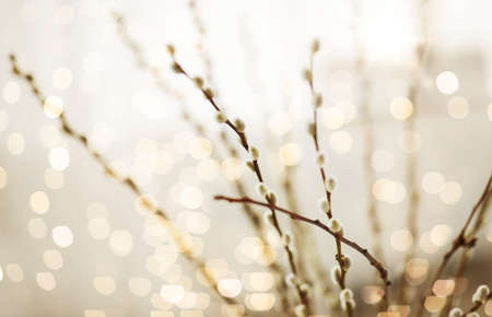 close up of pussy willow branches indoors