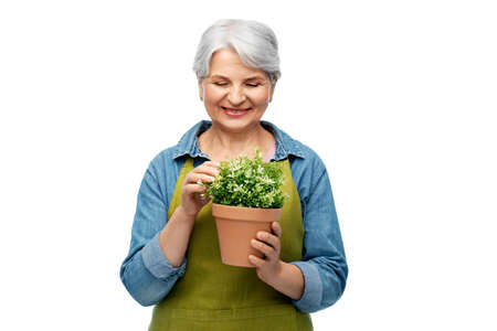 smiling senior woman in garden apron with flowerの写真素材