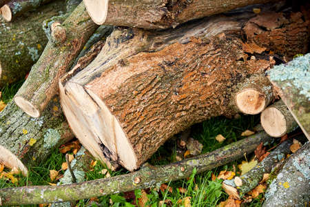 trunks of felled trees or logs outdoors in autumn