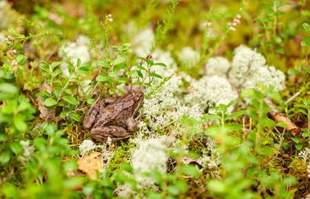 frog in autumn forest