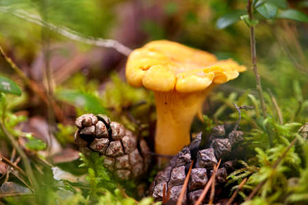 chanterelle mushroom growing in autumn forest