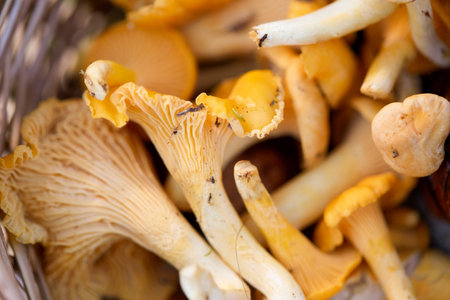 close up of mushrooms in basket in forestの写真素材