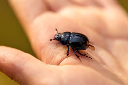 close up of hand holding black dung beetle or bug