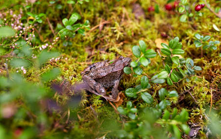 frog in autumn forest