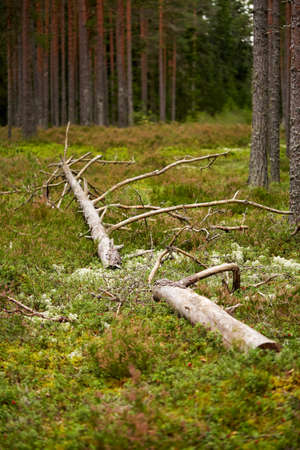 old fallen pine tree in forest