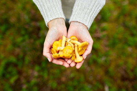close up of woman holding chanterelle mushroomsの写真素材
