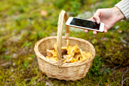 hand with smartphone and mushrooms in basketの写真素材