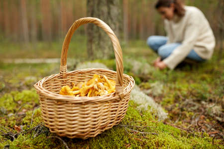 picking season, leisure and people concept - young woman with basket and knife cutting chanterelle...