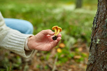 young woman picking mushrooms in autumn forestの写真素材