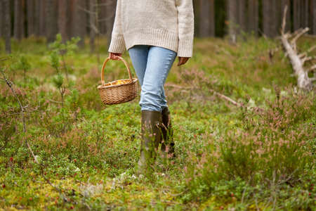 woman with basket picking mushrooms in forest