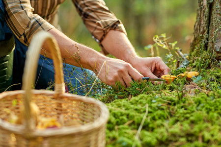 man with basket picking mushrooms in forestの写真素材