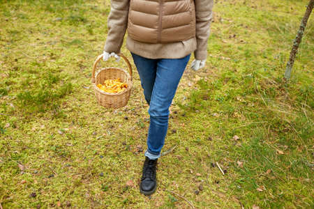 young woman picking mushrooms in autumn forestの写真素材