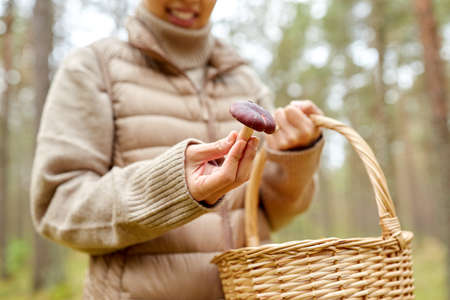 woman picking mushrooms in autumn forest