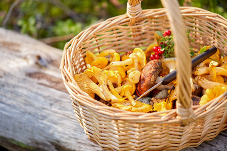 close up of mushrooms in basket in forestの写真素材