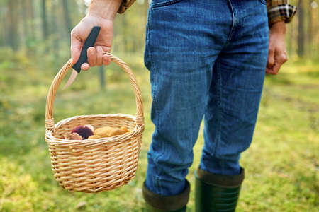 man with basket picking mushrooms in forestの写真素材